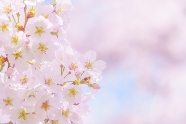 「早割」を使って今年の春はイノセントで学習貯金♪